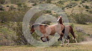 Wild horse stallions running and kicking while fighting in the Salt River Canyon area near Scottsdale Arizona USA