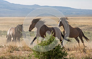 Wild Horse Stallions Running in Utah