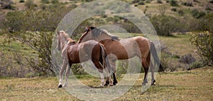 Wild horse stallions sizing each other up before fighting in the springtime desert in the Salt River wild horse management area