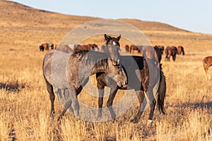 Wild Horse Stallions Sparring in Utah