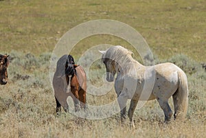 Wild Horse Stallions in Summer in the Wyoming Desert