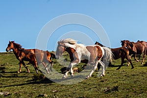 Wild horse stampede in Garita de Herveira