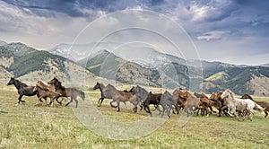 Wild horse stampede,Montana