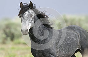 Wild horse standing alone