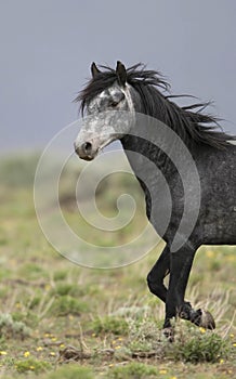 Wild horse standing alone