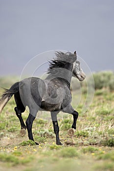 Wild horse standing alone