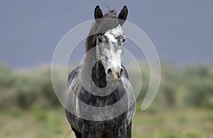 Wild horse standing alone