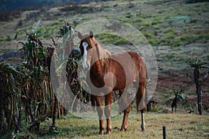 Wild horse standing by the plants.