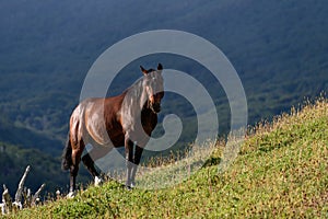 Wild horse standing on a sunny hillside in Cerro Alarken Nature Reserve, Ushuaia, Argentina