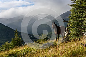 Wild horse standing on a sunny hillside in Cerro Alarken Nature Reserve, Ushuaia, Argentina