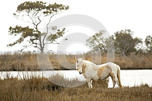 Wild horse stands in marsh grasses on Assateague Island, Maryland.