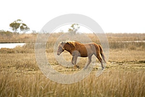 Wild horse stands in marsh grasses on Assateague Island, Maryland.