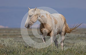 Wild Horse in Summer in the McCullough Peaks Wyoming