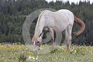 Wild Horse in Summer in the Pryor Mountains photo