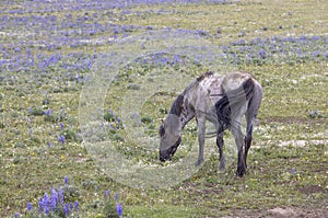 Wild Horse in Summer in the Pryor Mountains photo