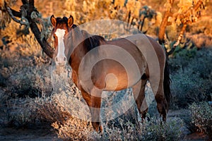 Wild Horse at sunset in the Arizona Desert