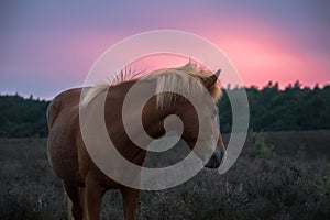 Wild horse during a sunset photo