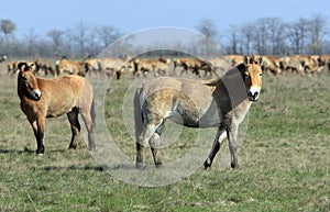 Wild horse-tarpan