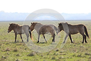 Wild horse-tarpan