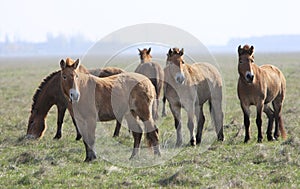 Wild horse-tarpan