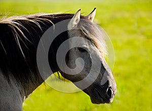 Wild horse (tarpan)