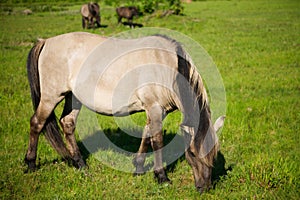 Wild horse (tarpan)
