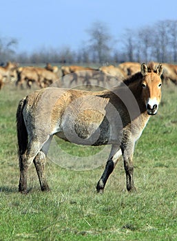 Wild horse-tarpan in nature reserve