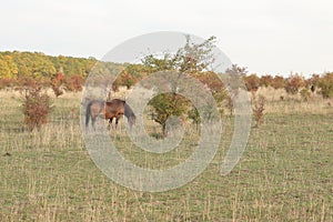 Wild Horse, Traviny Nature Reserve