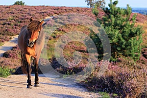 Wild horse on unpaved sand path flowering heather veluwe