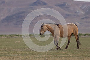 Wild Horse in the Utah Desert