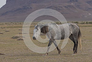 Wild Horse in the Utah Desert in Spring