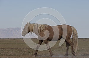 Wild Horse in the Utah Desert in Springtime