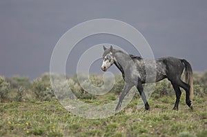 Wild horse walking