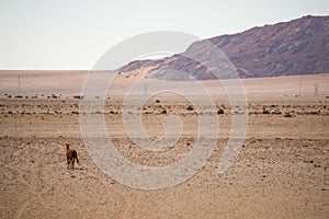 Wild Horse walking in to Desert
