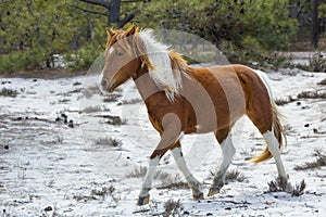 Wild horse walks in sandy woods on Assateague Island, Maryland.