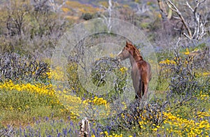 Wild Horse in Wildflowers in the Arizona Desert in Springtime