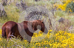 Wild Horse in Wildflowers in the Arizona Desert in Springtime