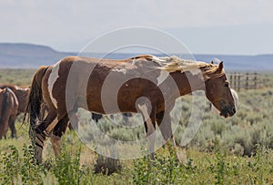 Wild Horse in the Wyoming Desert in Summer