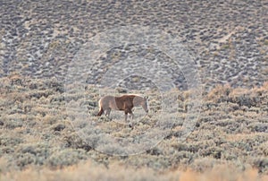 Wild Horse in Wyoming in Fall