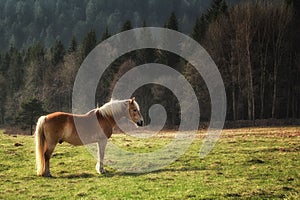 Wild horse on yellow green medow near forest