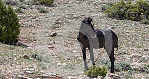 Wild horse - Young black stallion on mineral lick hill in the western USA