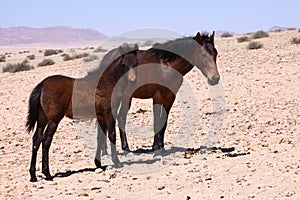 Wild horses