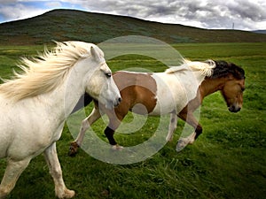 Pferde in einer wildnes laufen Pferde.