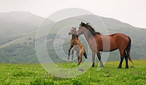 Wild horses