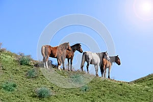 Wild horses  grazing  foal  summer day