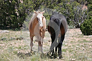 Wild horses