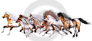 Wild horses photo