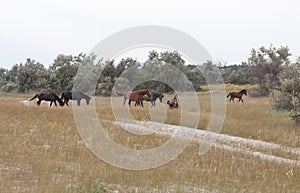 Wild horses