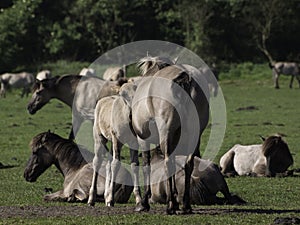 Wild horses