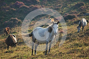 Wild horses photo